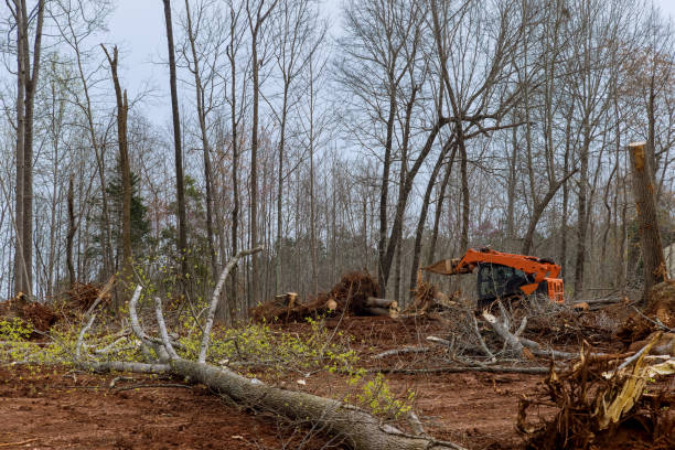 Best Tree Trimming and Pruning  in River Falls, WI