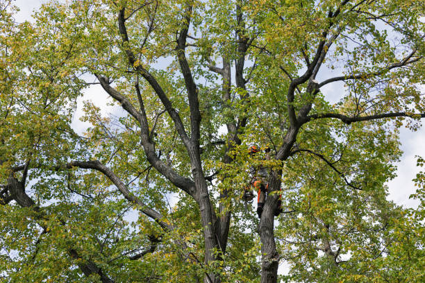 Best Fruit Tree Pruning  in River Falls, WI